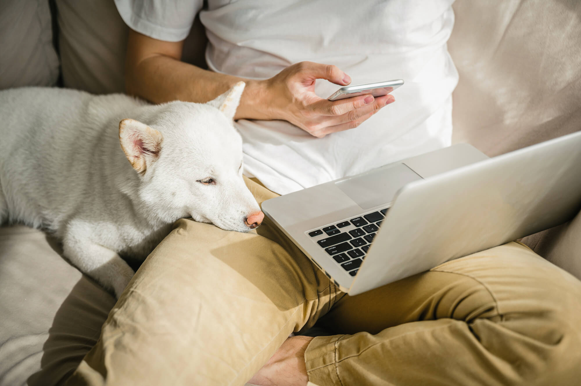 Mann, der am Laptop arbeitet, während der Hund auf seinem Schoß ruht.