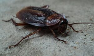cockroach, moisture damage, cargo, bugs, mould