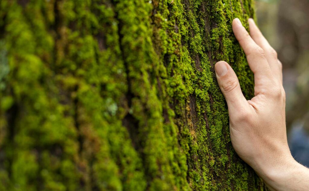 hand-touching-tree-moss-close-up
