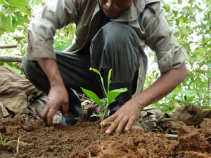 Man planting a tree on the ground with naked hands.